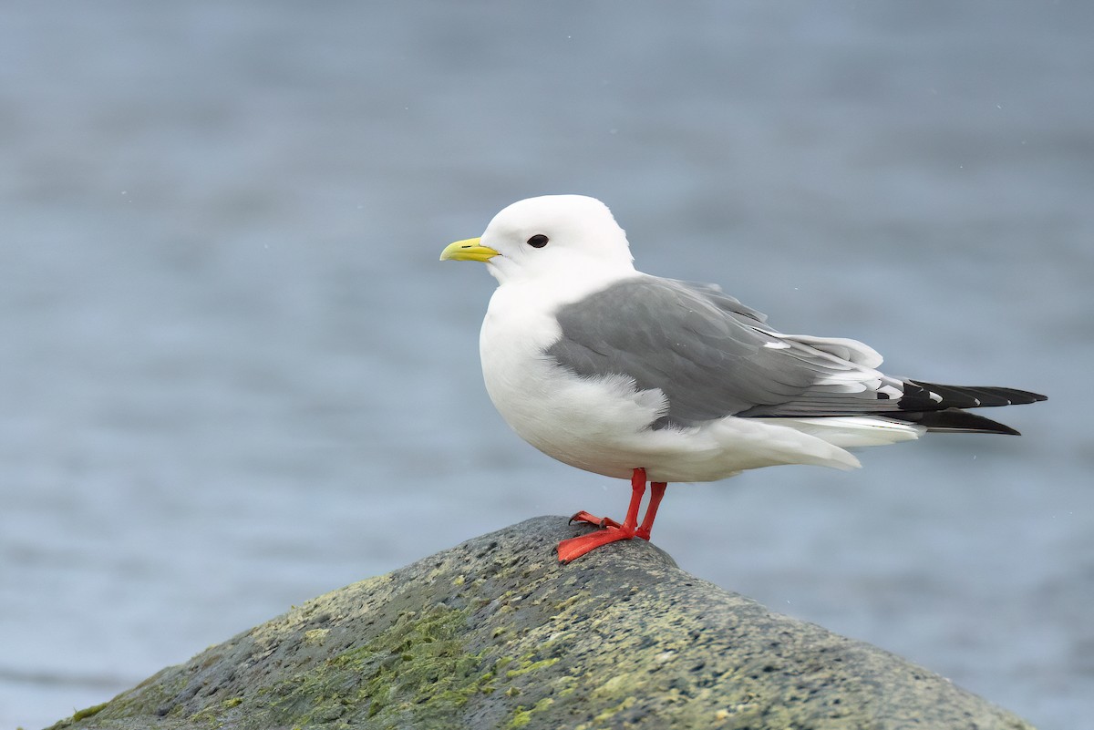 Red-legged Kittiwake - ML622240380