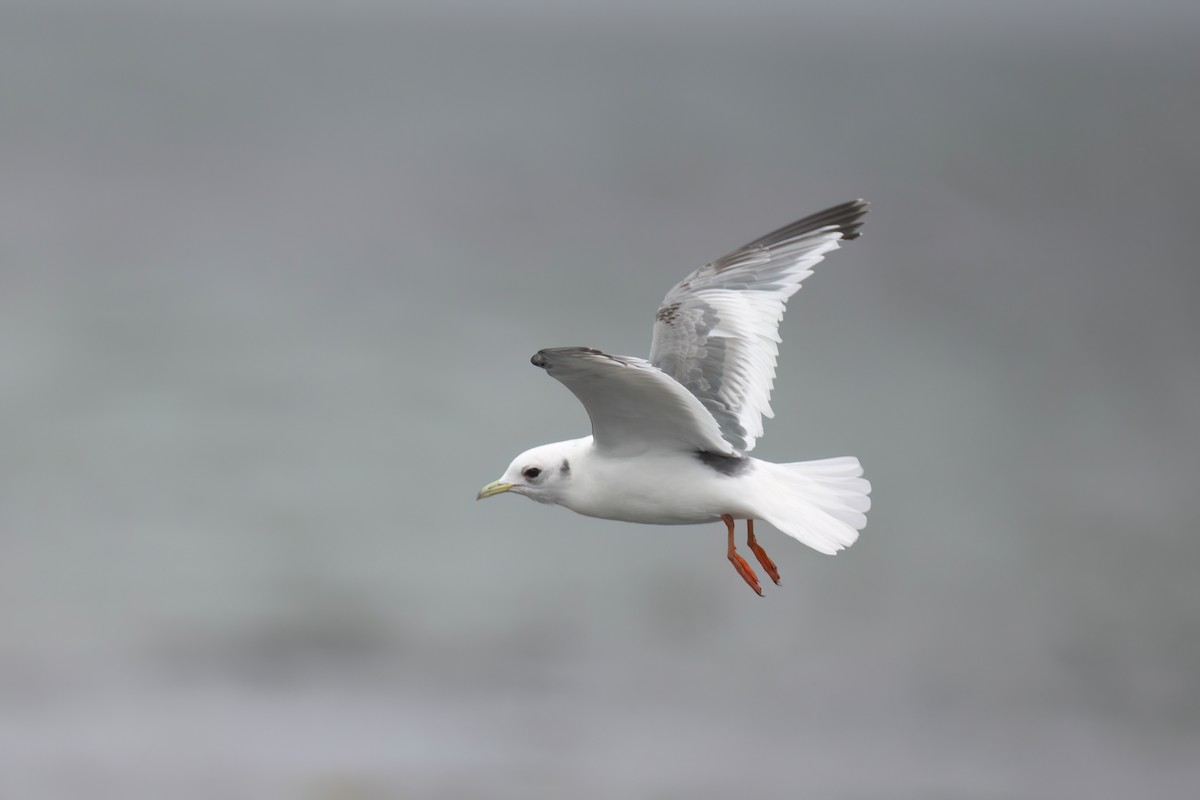 Red-legged Kittiwake - Chris Venetz | Ornis Birding Expeditions