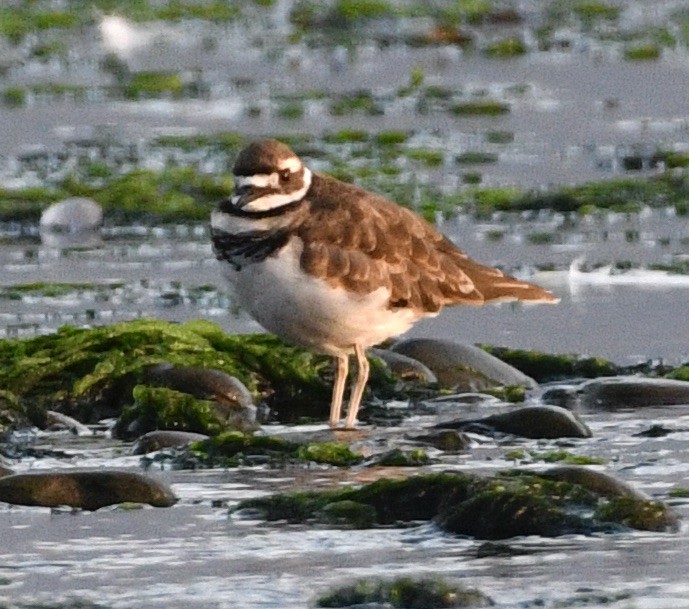 Killdeer - John/Linda Mendoza