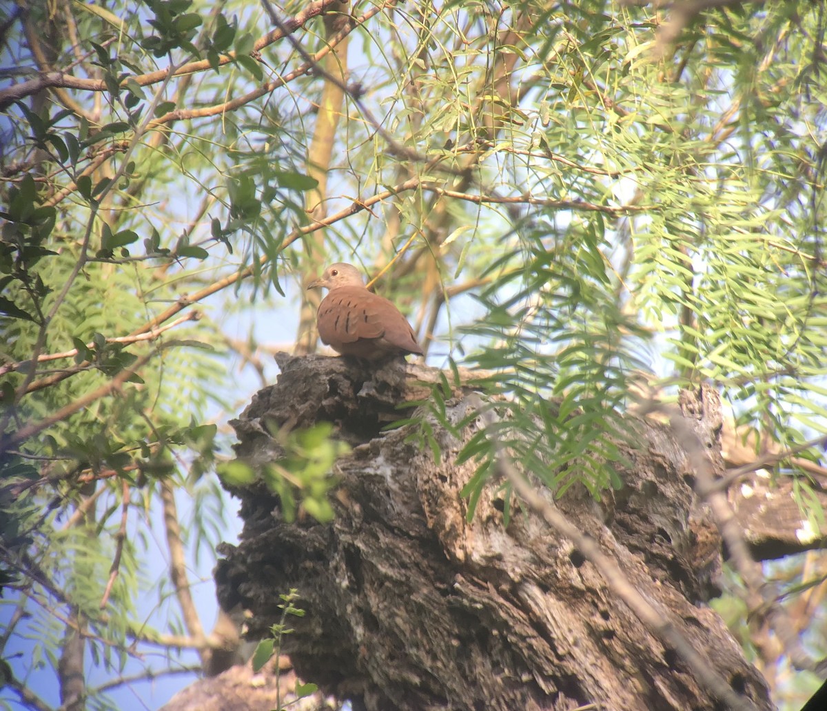 Ruddy Ground Dove - ML622240584