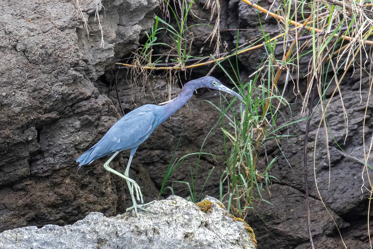 Little Blue Heron - ML622240588