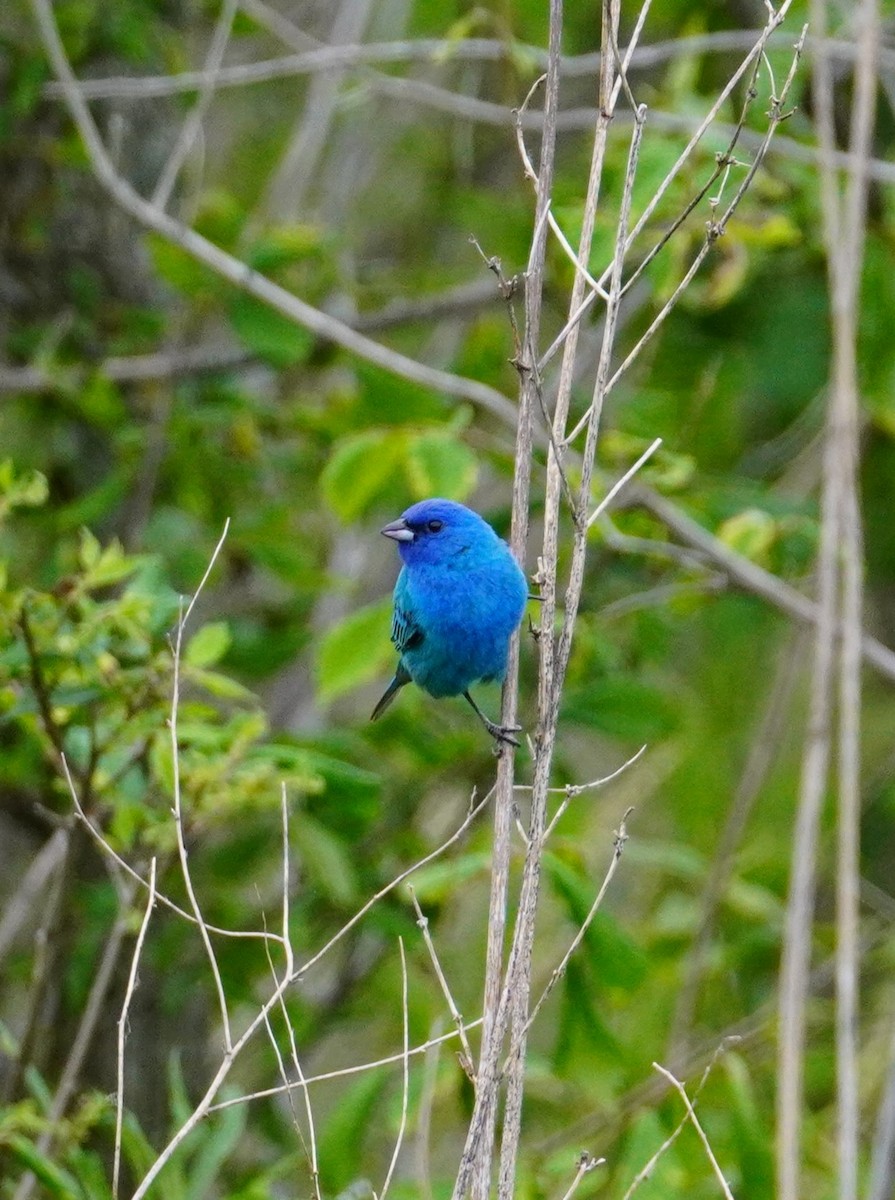 Indigo Bunting - ML622240637