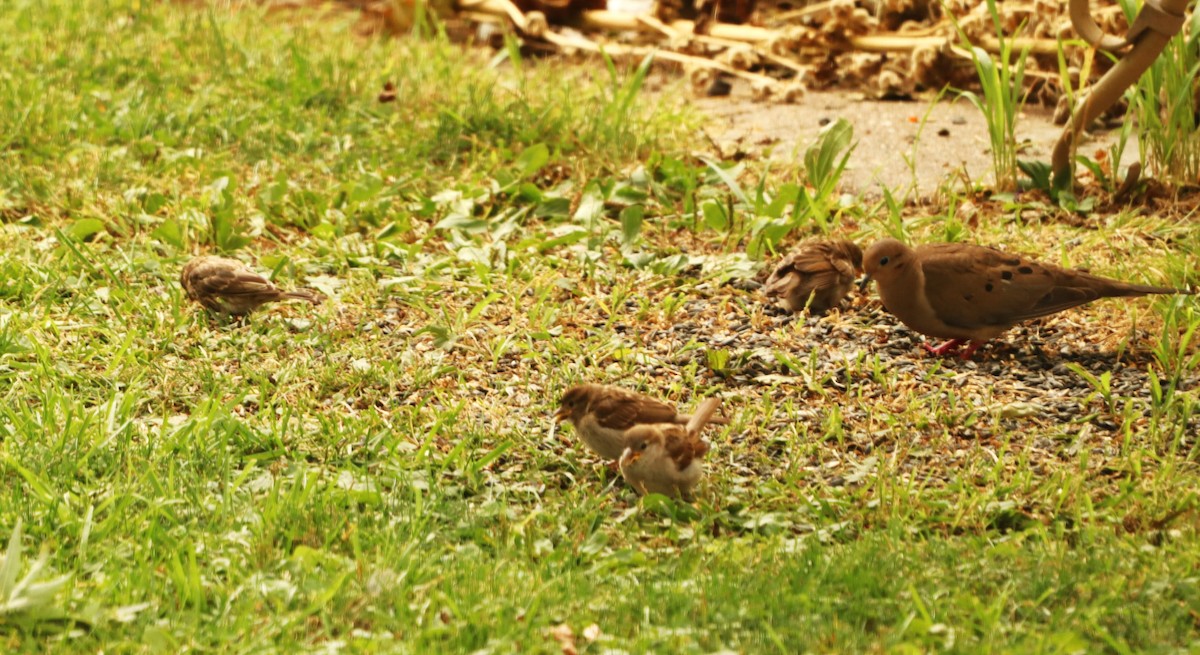 House Sparrow - Charlotte Croshaw