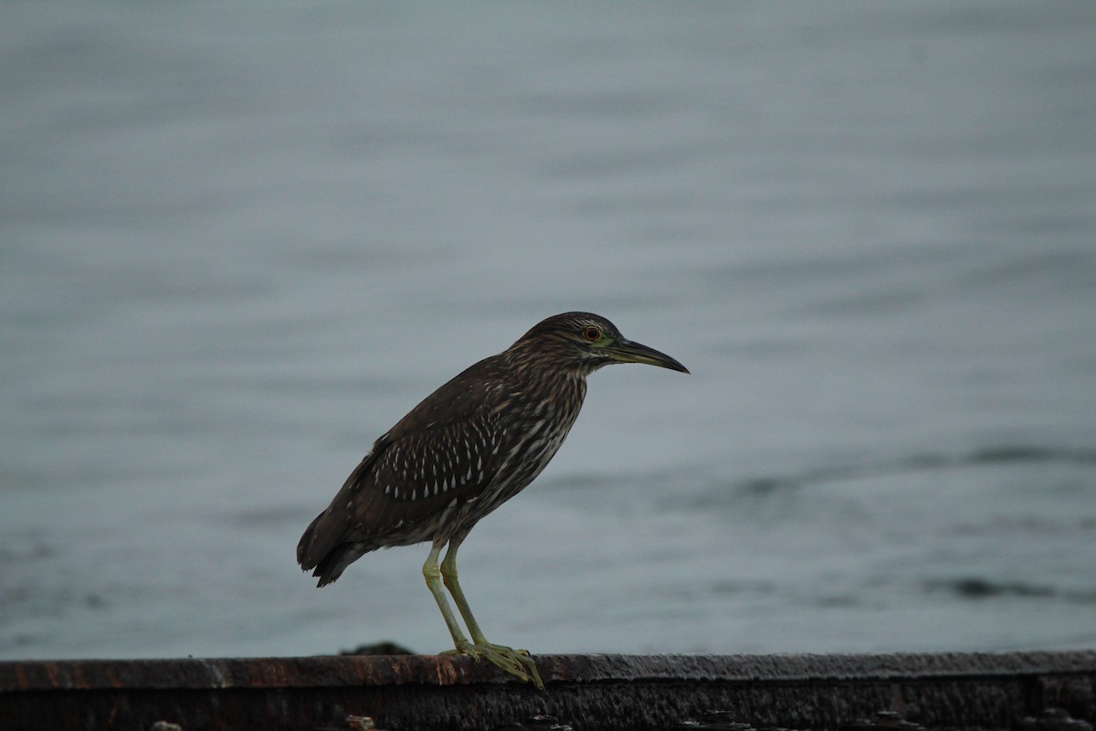 Black-crowned Night Heron - ML622240653