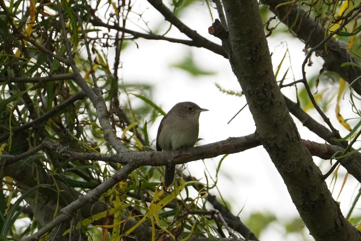Northern House Wren - Miklos Zoldi