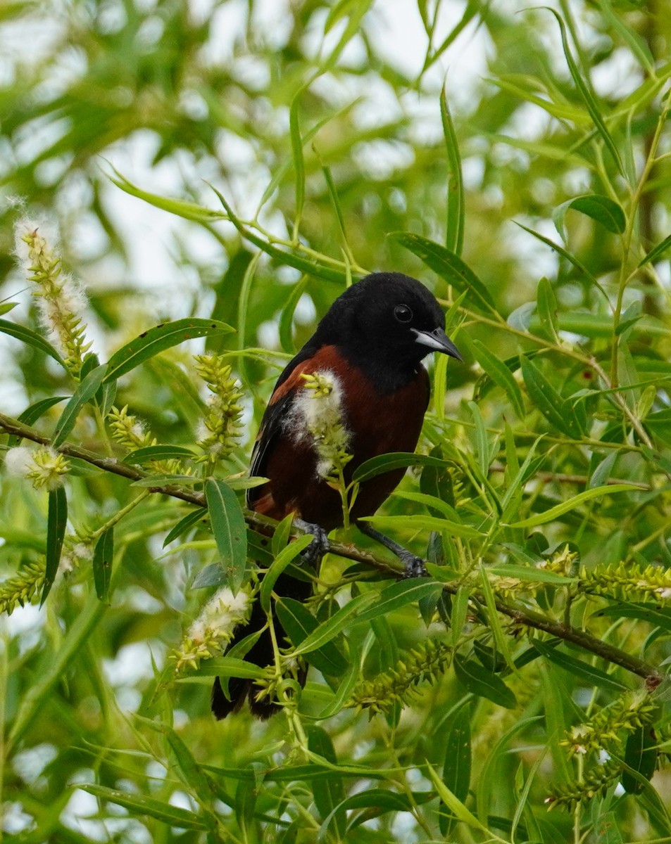 Orchard Oriole - Miklos Zoldi