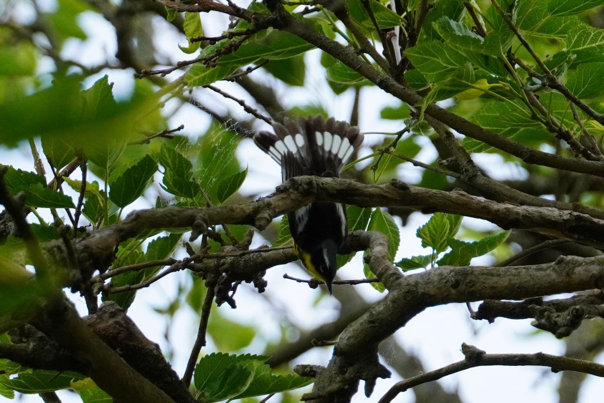 Magnolia Warbler - ML622240711