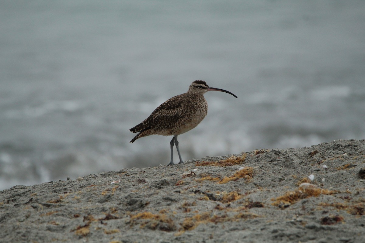 Whimbrel - ML622240729