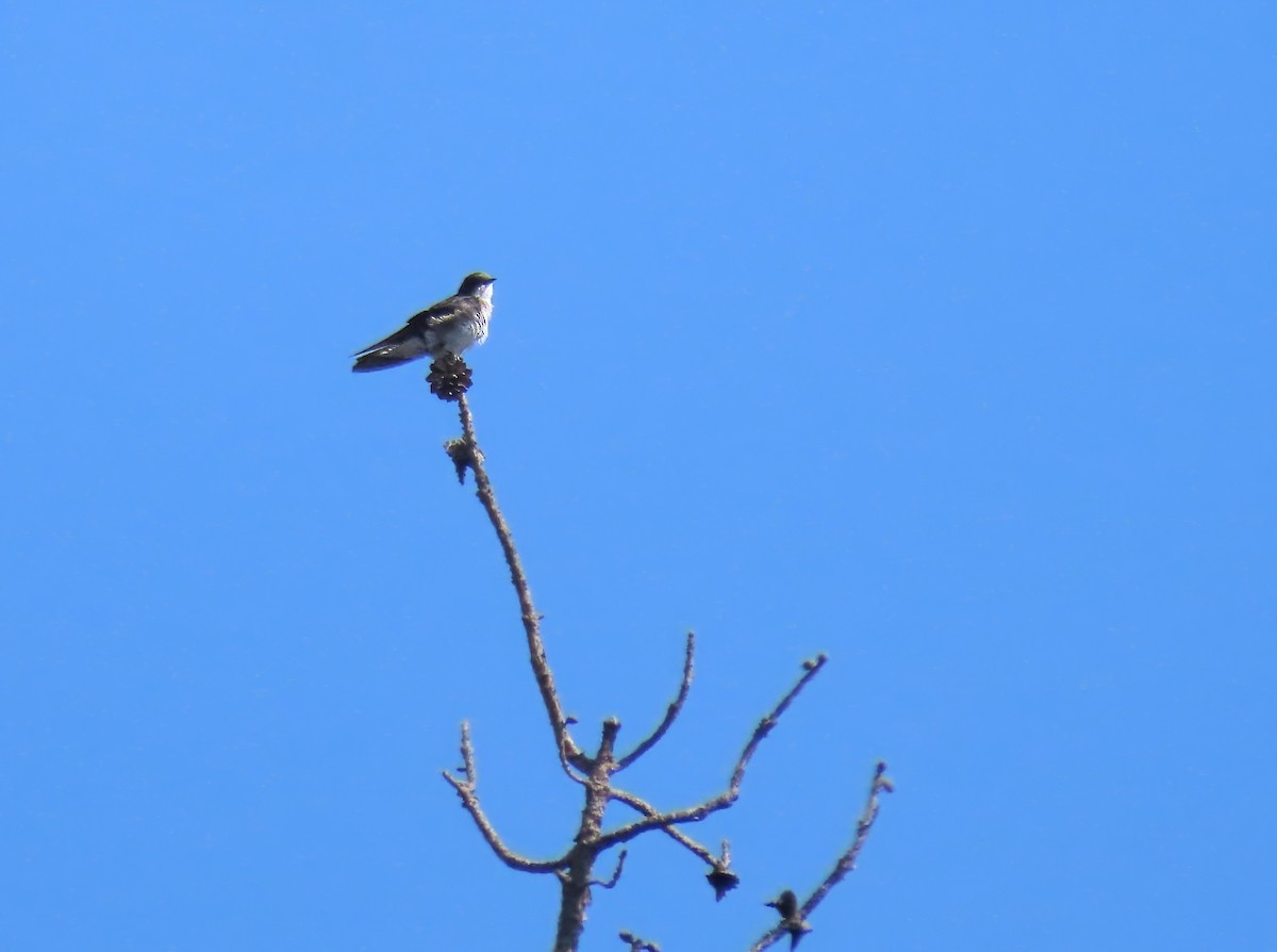 Tree Swallow - ML622240731