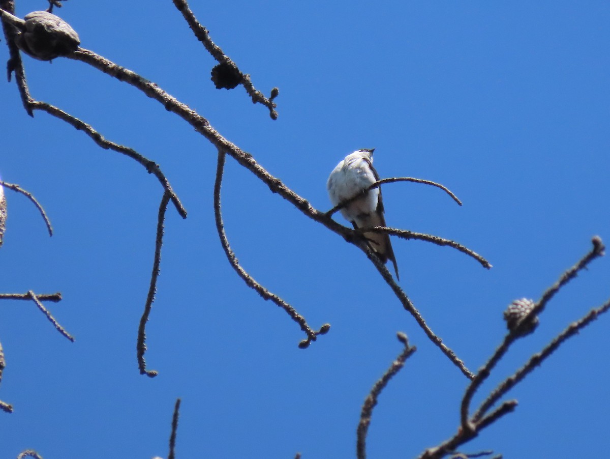 Tree Swallow - ML622240732