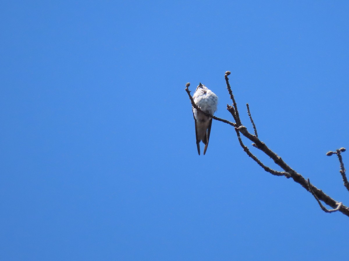 Tree Swallow - ML622240733