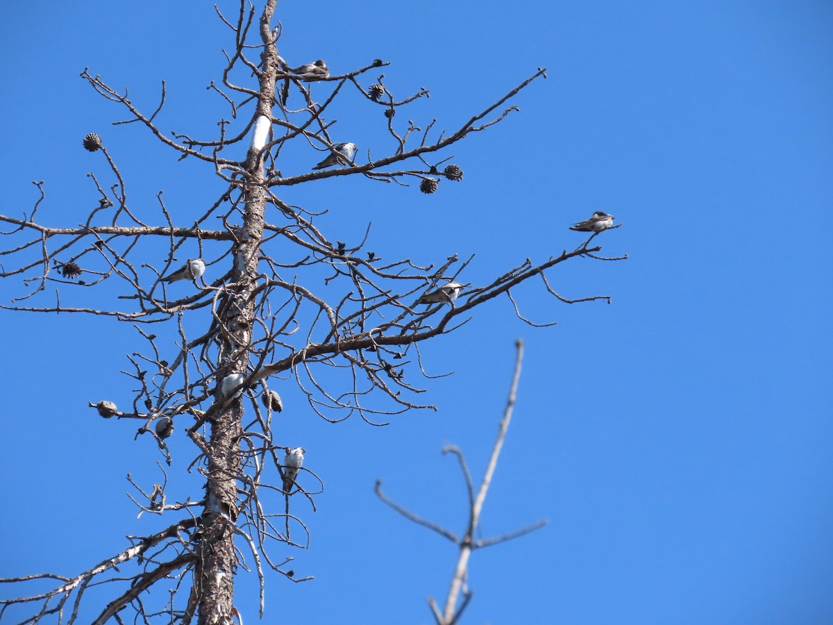 Tree Swallow - ML622240735