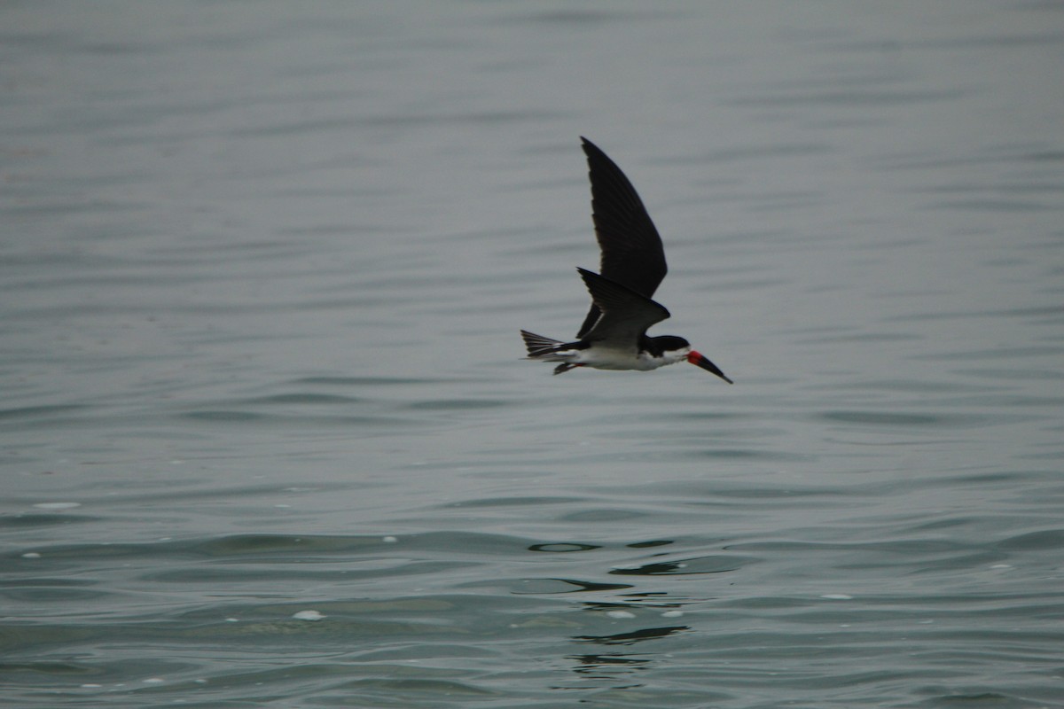 Black Skimmer - ML622240741