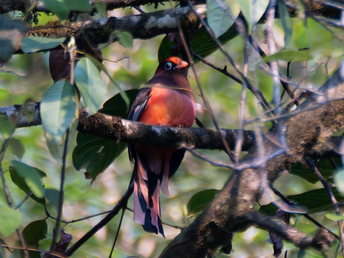 Ward's Trogon - ML622240746