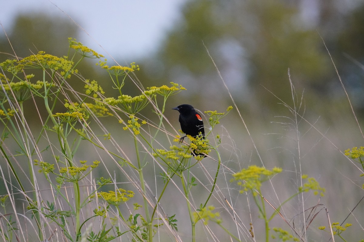 Red-winged Blackbird - ML622240761