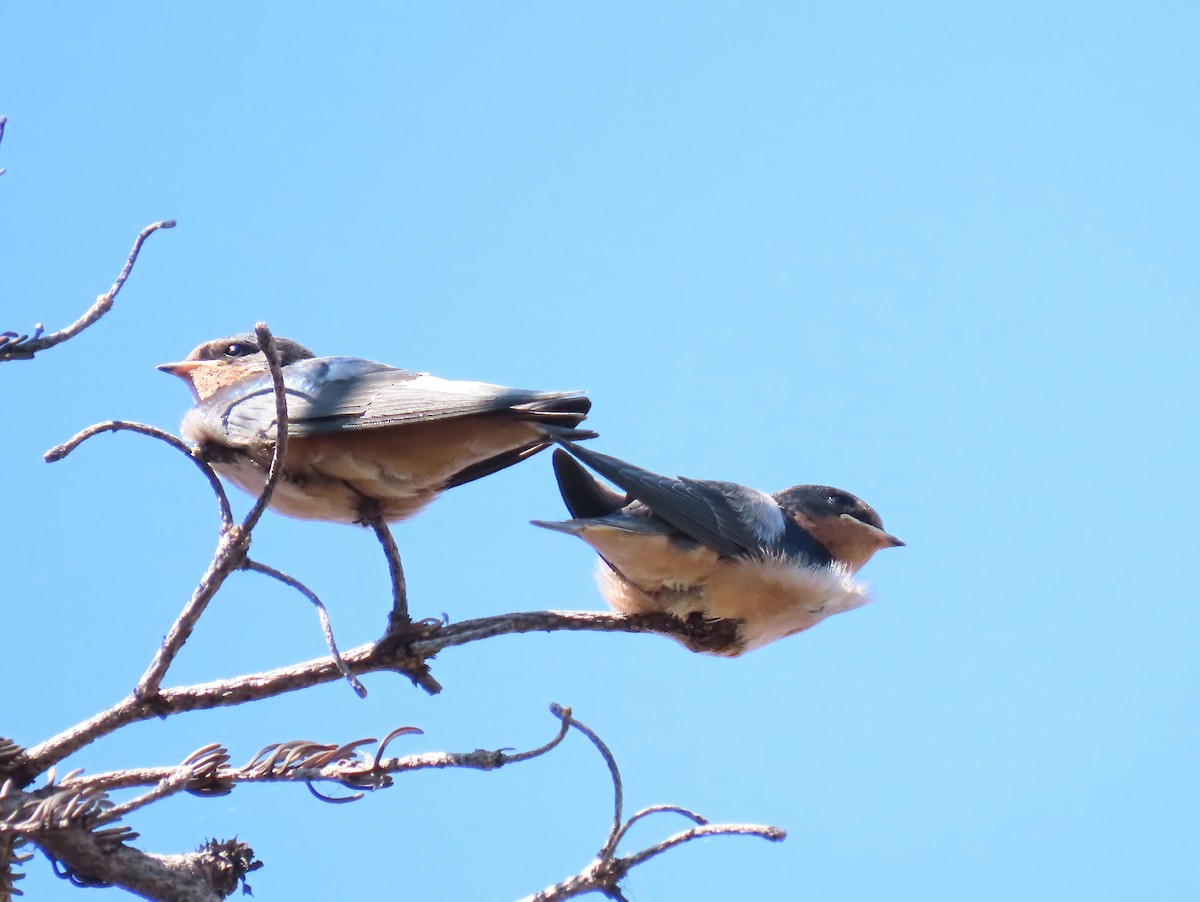 Barn Swallow - ML622240762