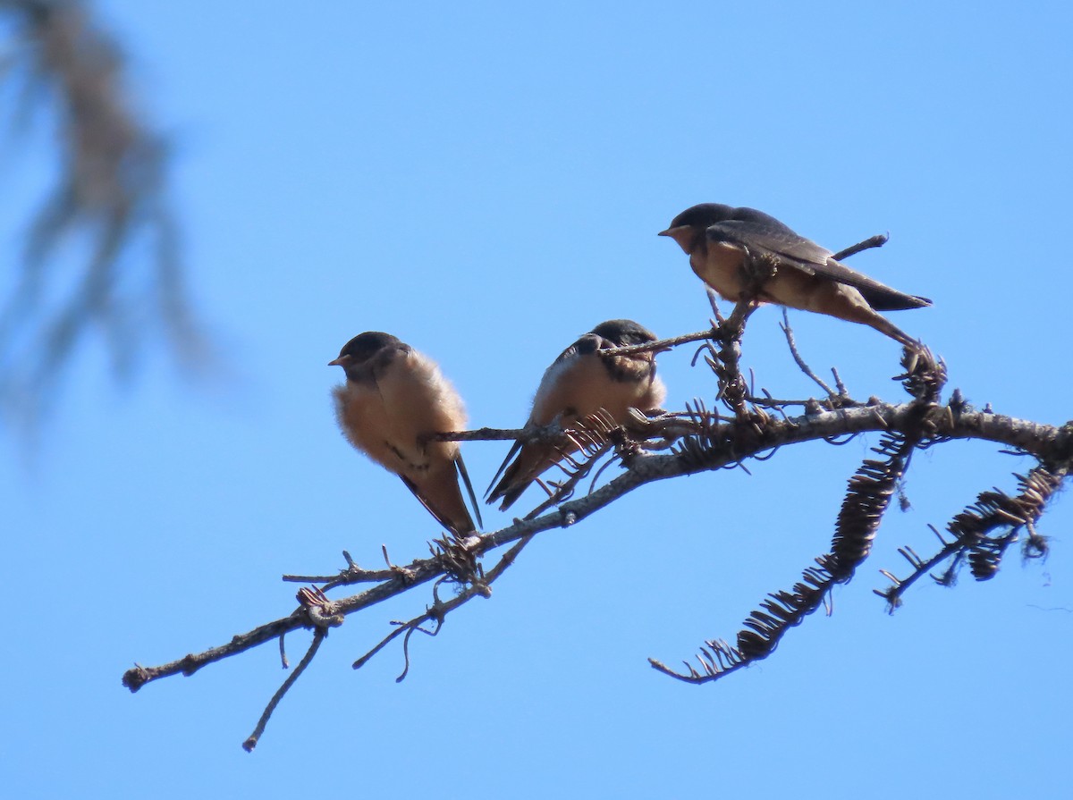 Barn Swallow - ML622240763