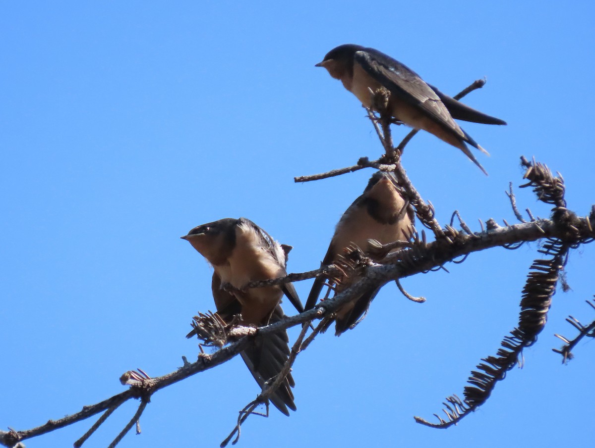 Barn Swallow - ML622240764