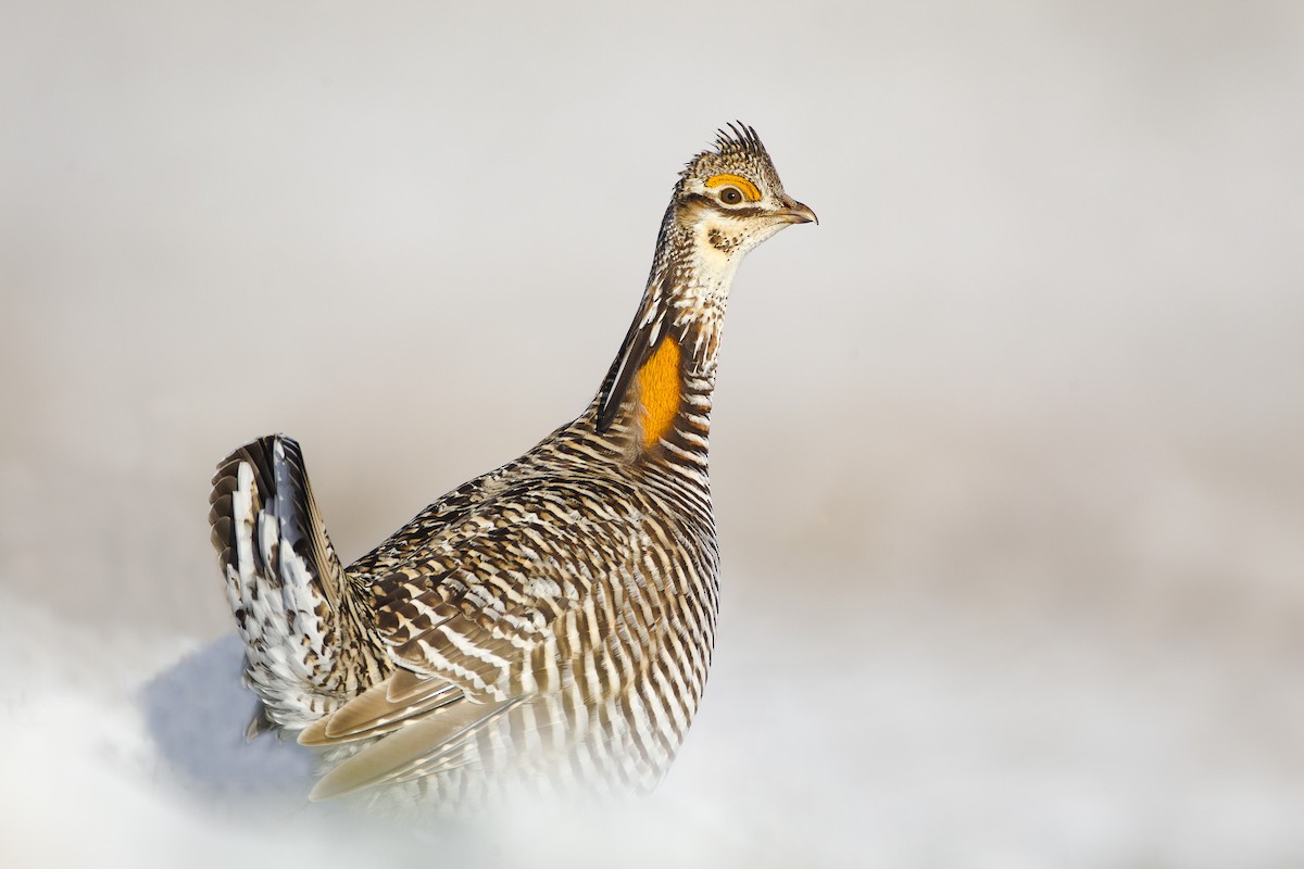 tetřívek prériový - ML622240776