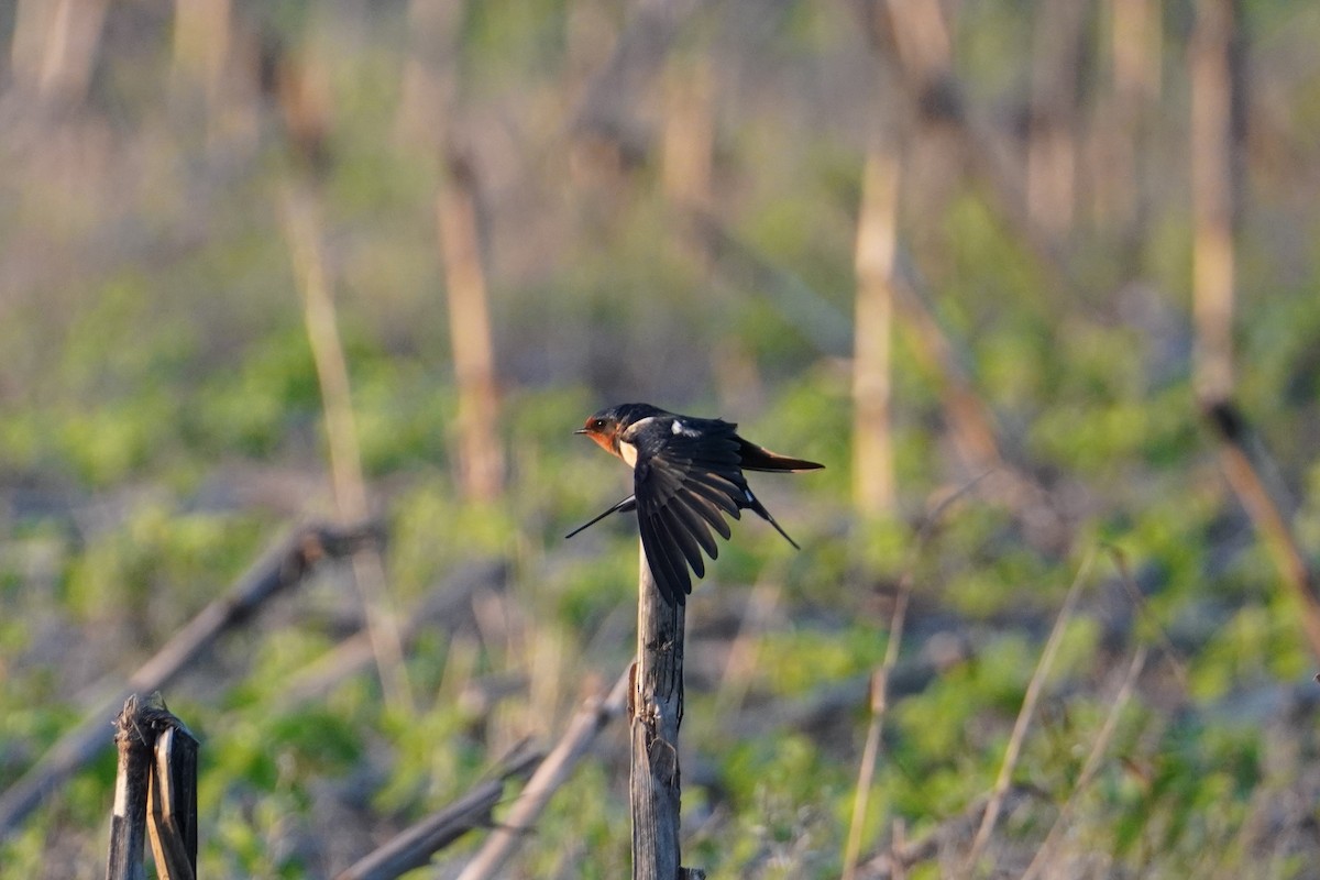 Barn Swallow - Miklos Zoldi