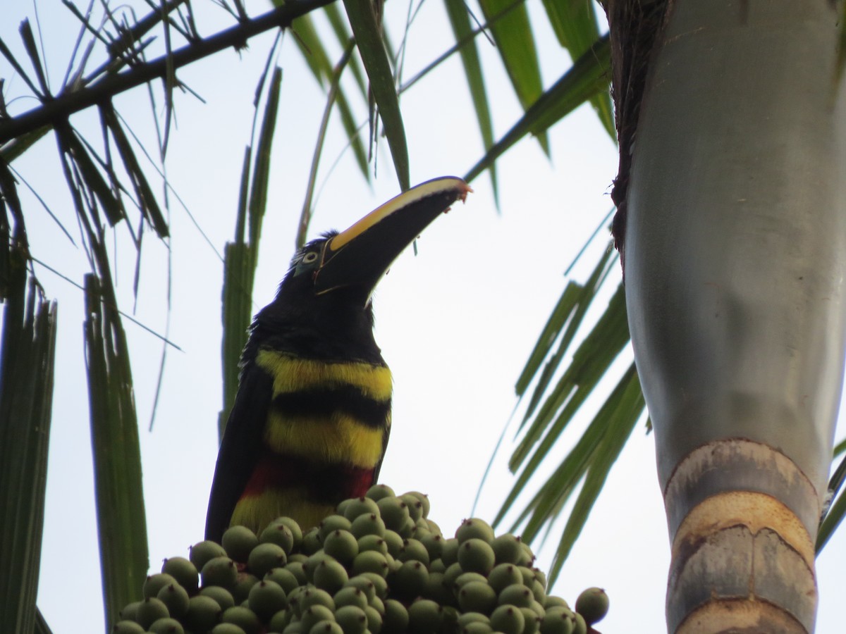 Many-banded Aracari - ML622240790