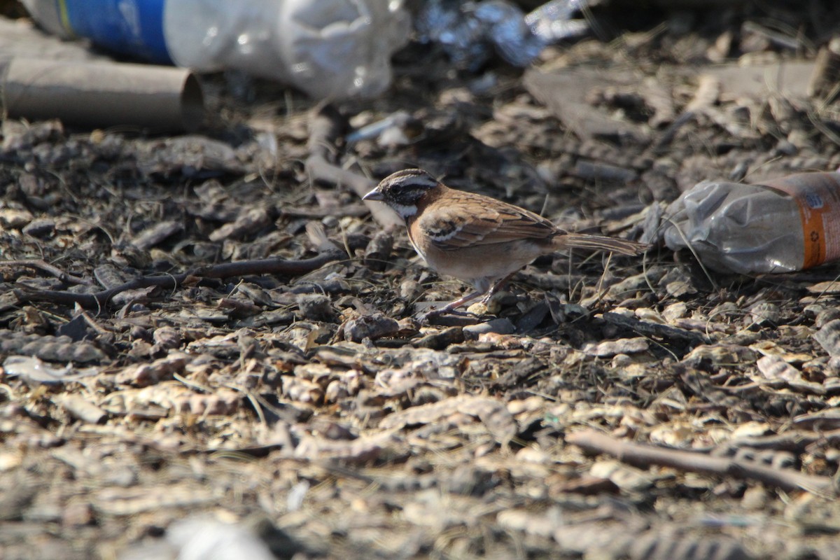 Rufous-collared Sparrow - ML622240809