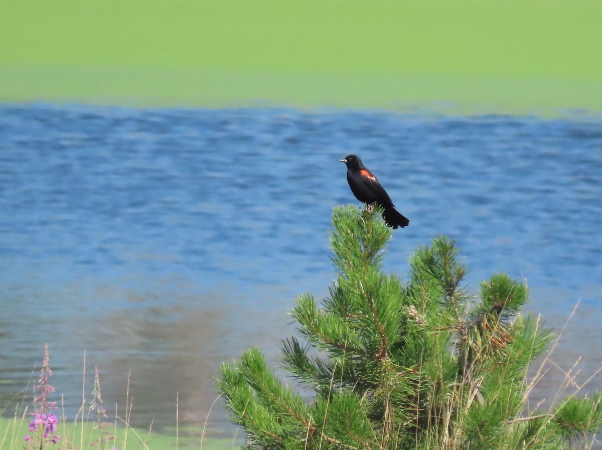 Red-winged Blackbird - ML622240820