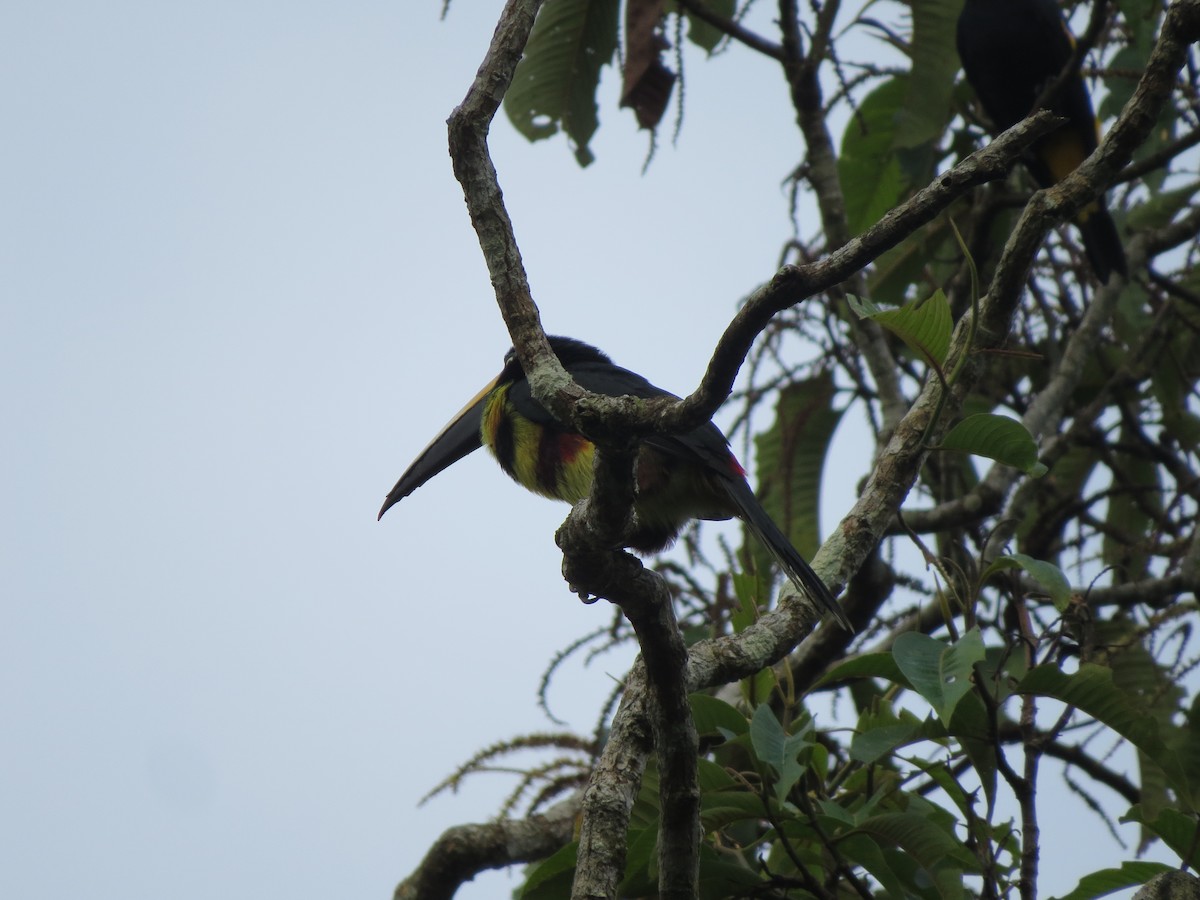 Many-banded Aracari - ML622240852