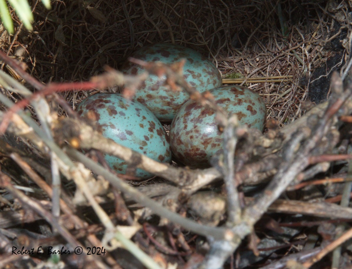Northern Mockingbird - ML622240878