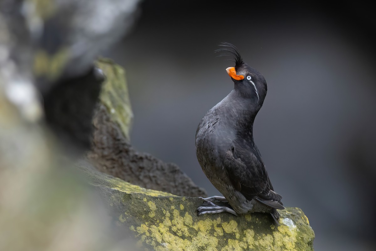 Crested Auklet - ML622240879