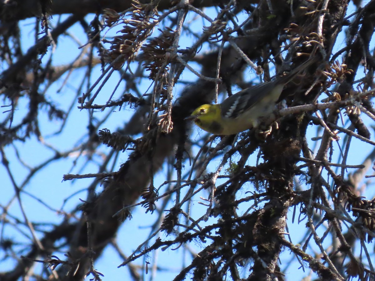 Hermit Warbler - ML622240880