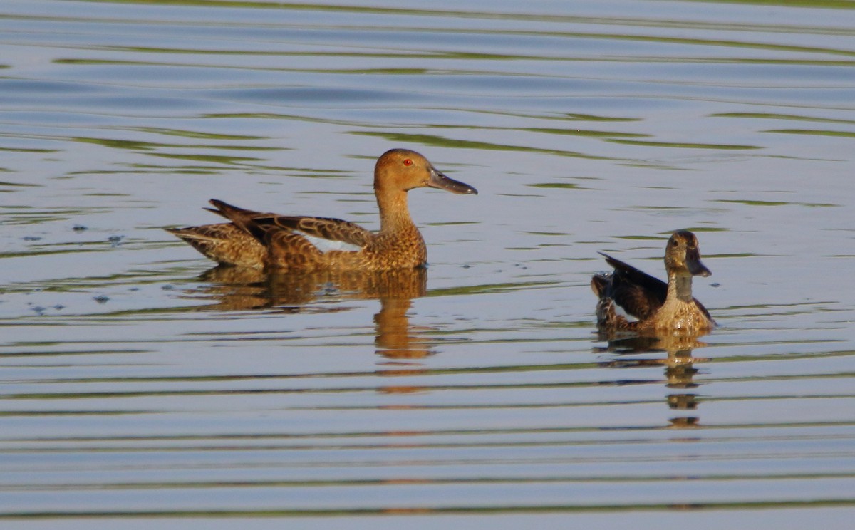 Cinnamon Teal - ML622240890