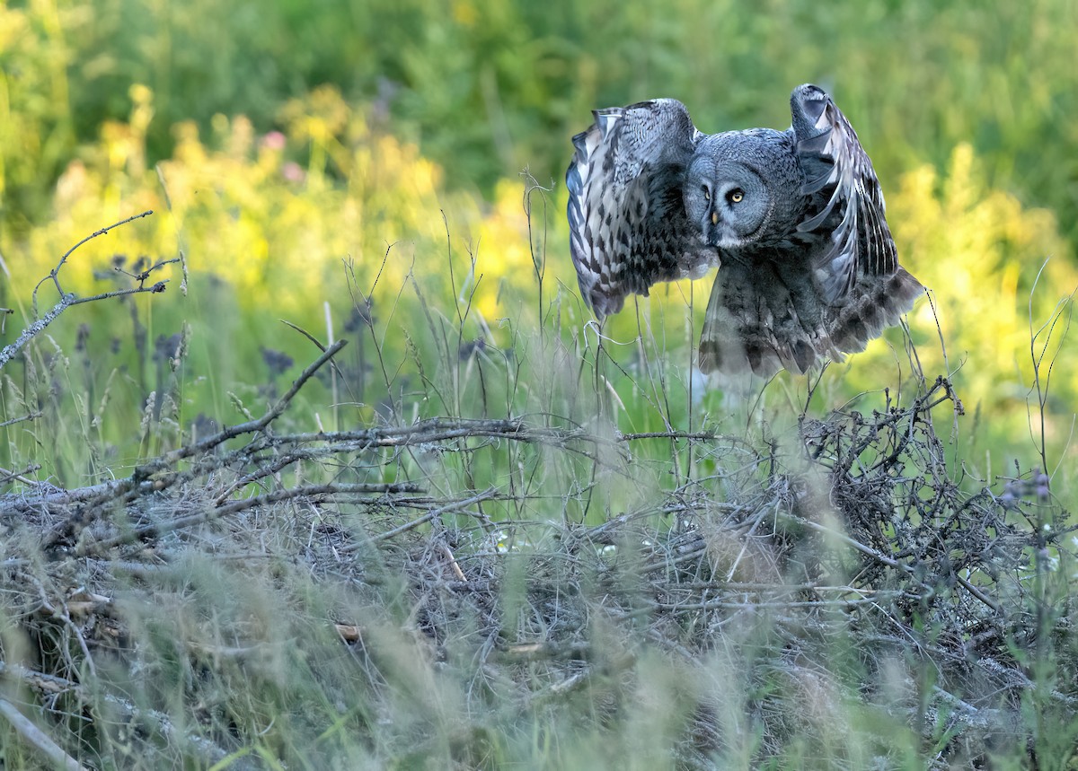 Great Gray Owl - Per Alström