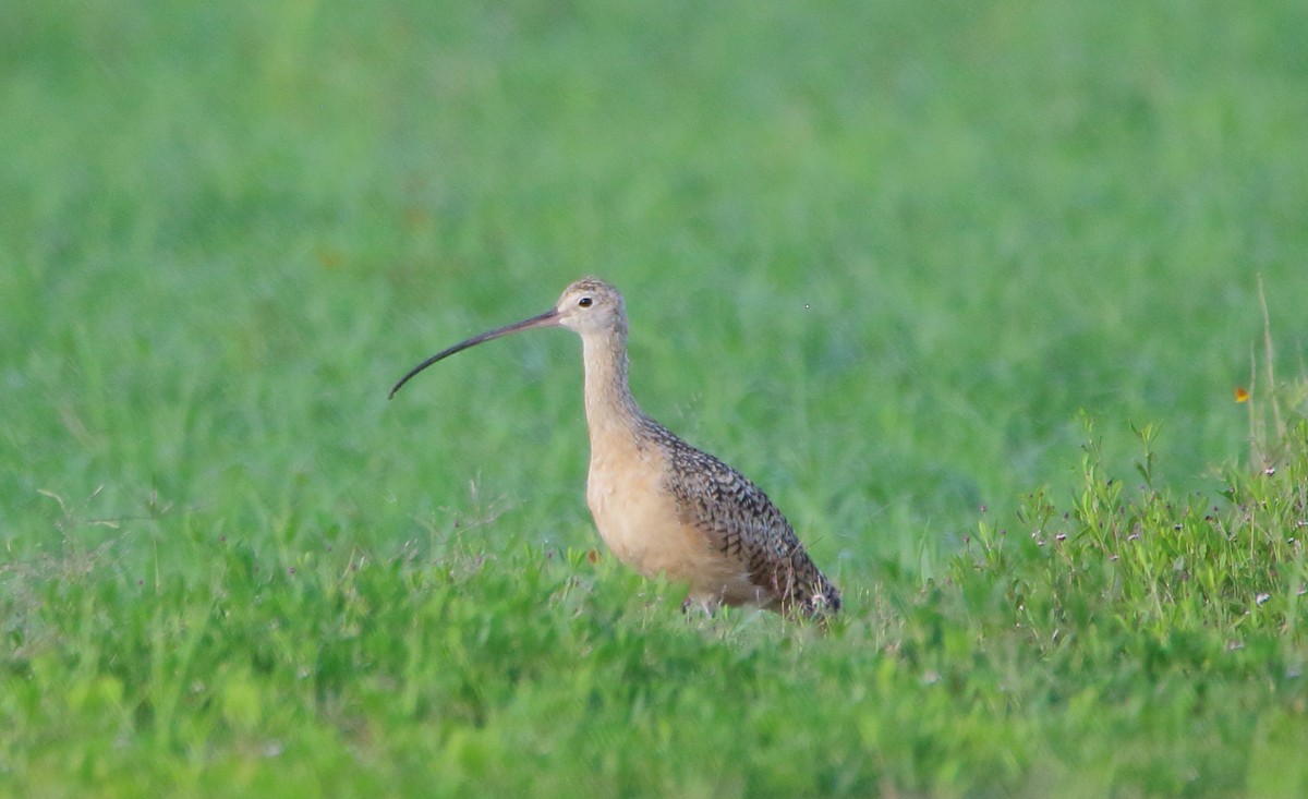 Long-billed Curlew - José Hugo Martínez Guerrero