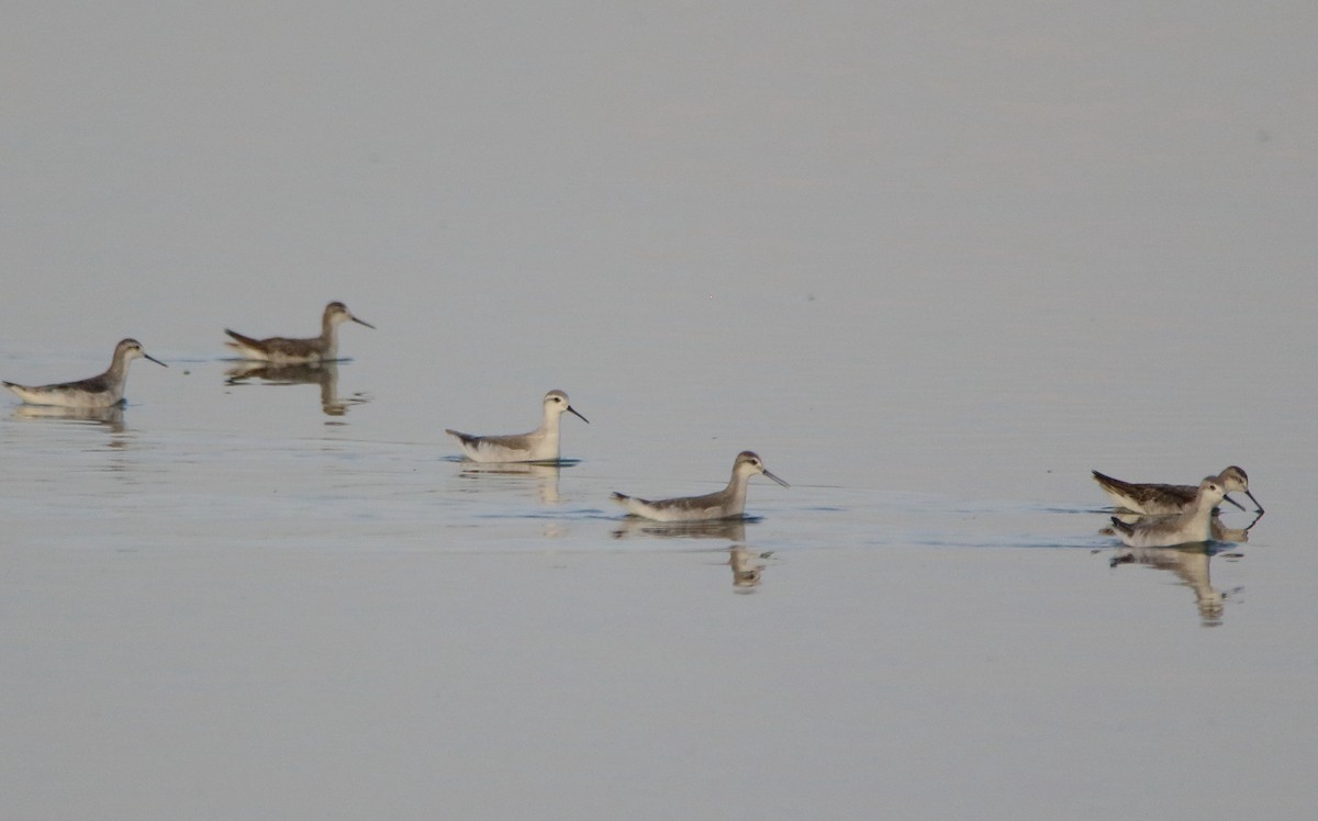 Wilson's Phalarope - ML622240916