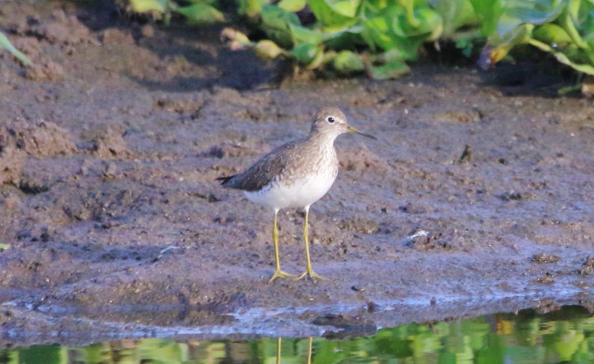 Solitary Sandpiper - ML622240919