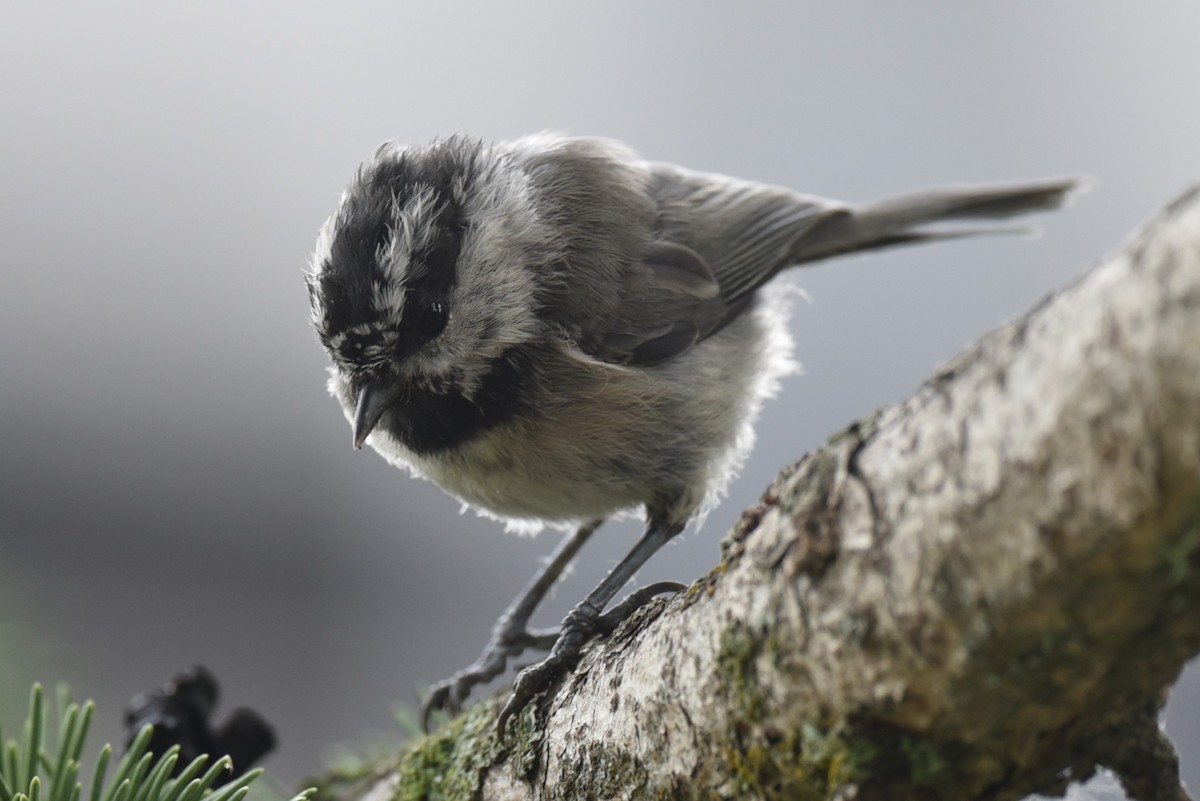 Mountain Chickadee - ML622240937