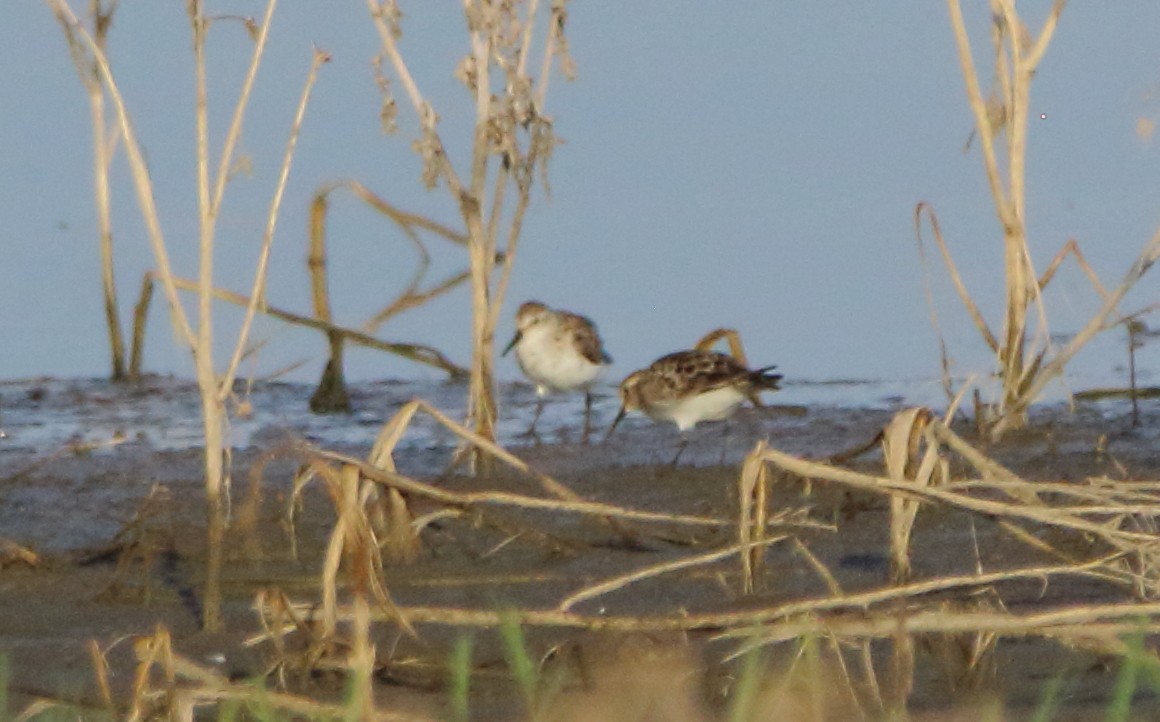 Semipalmated Sandpiper - ML622240938