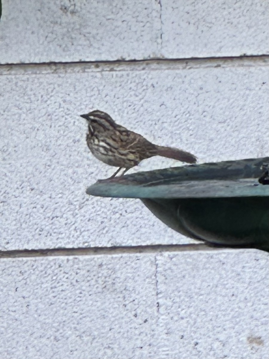 Song Sparrow - Sally Numrich