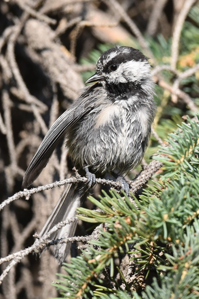 Mountain Chickadee - ML622240943