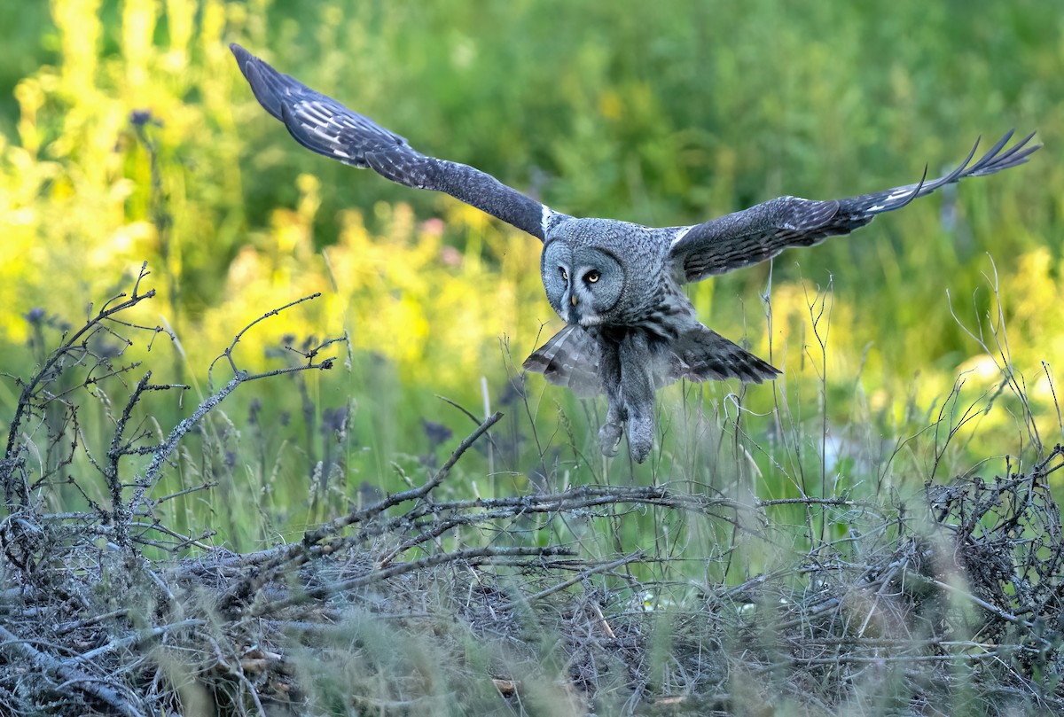 Great Gray Owl - Per Alström