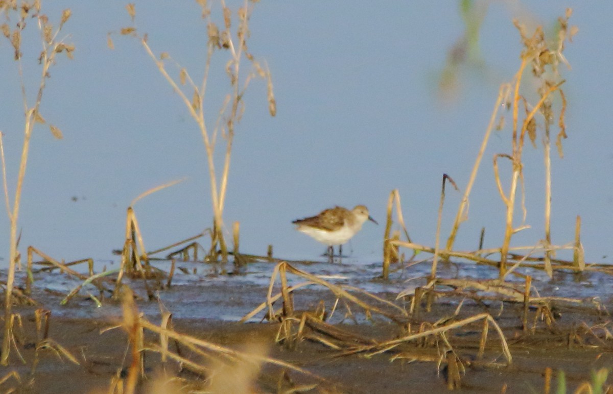 Semipalmated Sandpiper - ML622240945