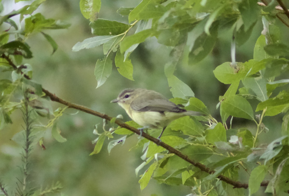 Philadelphia Vireo - Zakary L’Abbé-Larivière