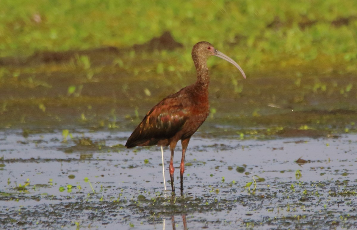 White-faced Ibis - ML622240953