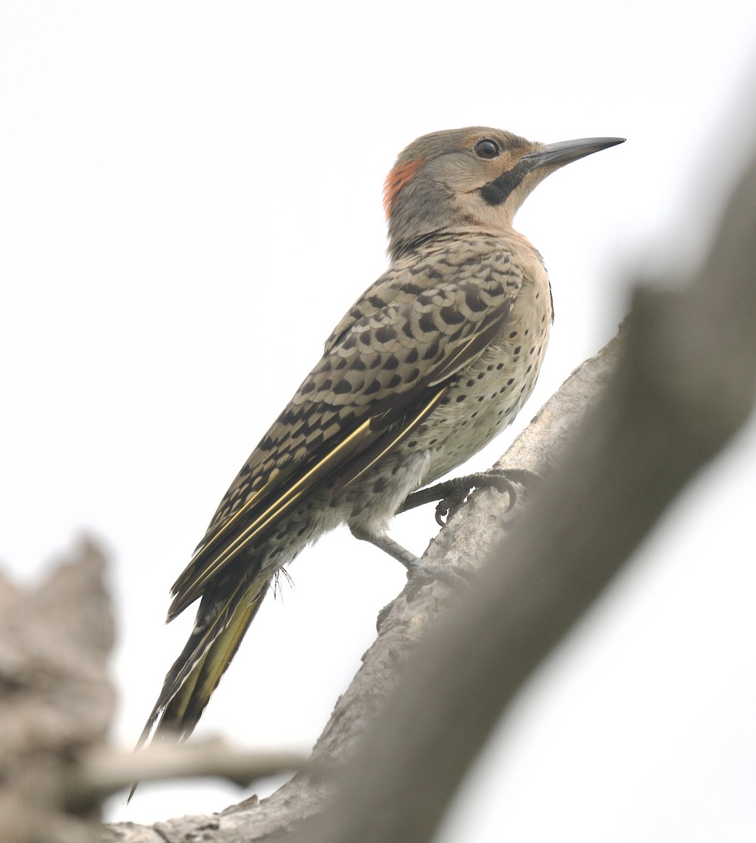 datel zlatý (ssp. auratus/luteus) - ML622240955