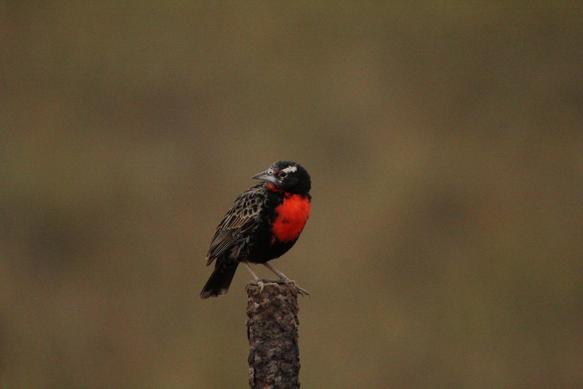 Peruvian Meadowlark - ML622240956