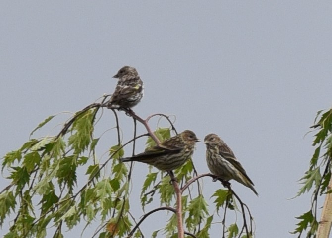 Pine Siskin - ML622240958