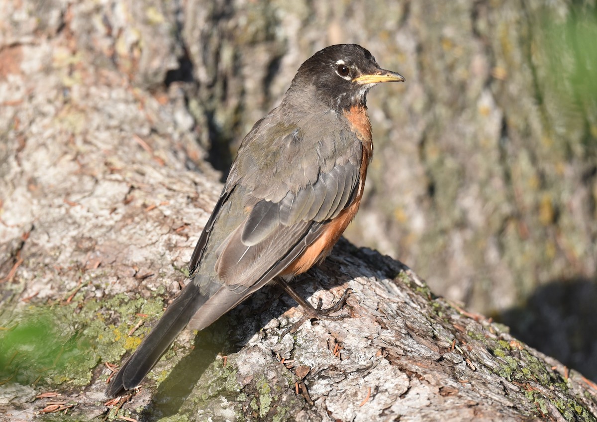 American Robin - ML622241038