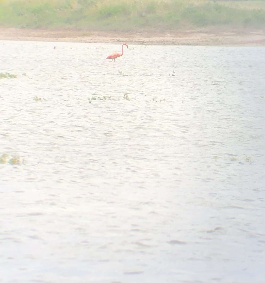 American Flamingo - ML622241045