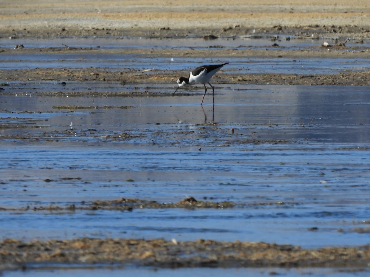 Black-necked Stilt - ML622241072